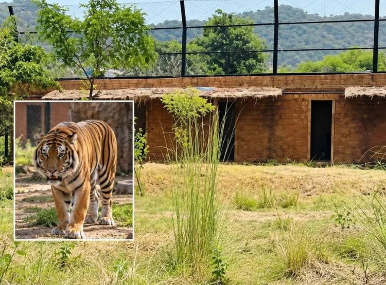 Jaipur Nahargarh Tiger Attack: महिला श्रमिक की मौत मामले में 3 अफसरों पर कार्रवाई की तैयारी, जांच रिपोर्ट में लापरवाही