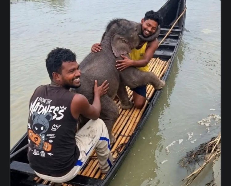 पश्चिम बंगाल में मछुआरों ने बचाई हाथी के बच्चे की जान, मां से मिलते ही भावुक हुआ पल