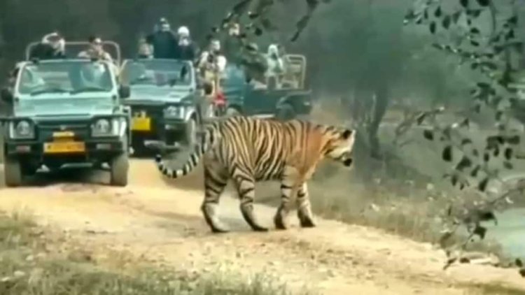 रणथंभौर में फिर लौटेगी जंगल सफारी की रौनक, 1 अक्टूबर से नया पर्यटन सीजन शुरू; नियमों पर भी सख्ती