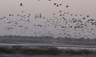 मंगोलिया से राजस्थान तक 2 हजार KM की उड़ान: बीकानेर पहुंचे हजारों कुरजां, 40°C गर्मी भी नहीं रोक पाई सफर