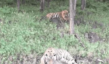 रणथंभौर में बाघिन शक्ति का ममता भरा अंदाज, दो शावकों को दुलारते देख रोमांचित हुए पर्यटक