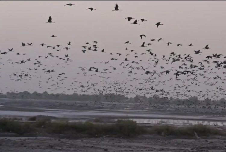 मंगोलिया से राजस्थान तक 2 हजार KM की उड़ान: बीकानेर पहुंचे हजारों कुरजां, 40°C गर्मी भी नहीं रोक पाई सफर