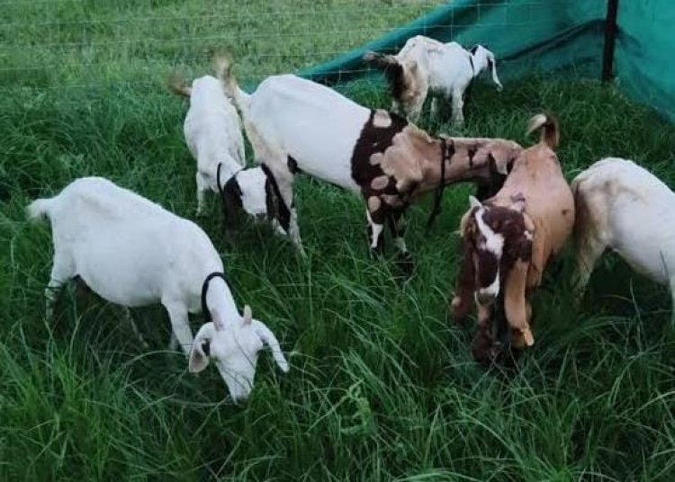 5 बकरियों से शुरू किया कारोबार, आज 18 लाख रुपये से ज्यादा का टर्नओवर; जयपुर के संदीप ने बकरी के दूध से बनाया नया बिजनेस मॉडल